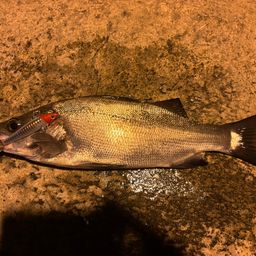 フッコ（ヒラスズキ）