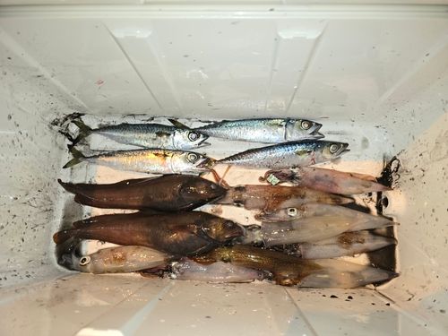ヤリイカの釣果