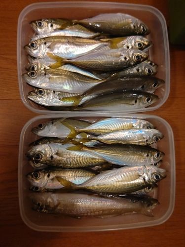 アジの釣果