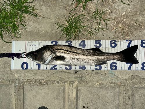 シーバスの釣果