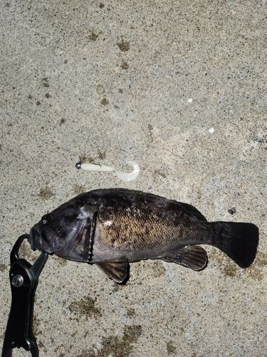 クロソイの釣果