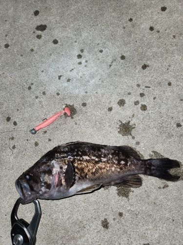 クロソイの釣果