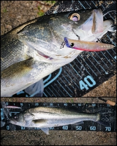 シーバスの釣果