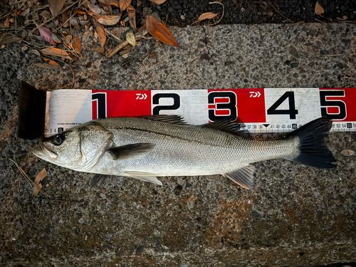 シーバスの釣果