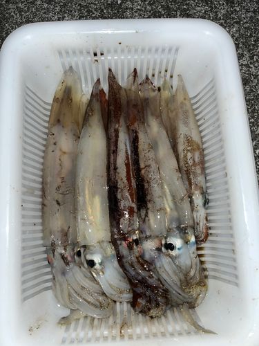 イカの釣果