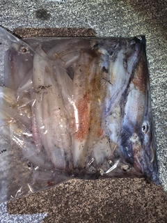 ヤリイカの釣果