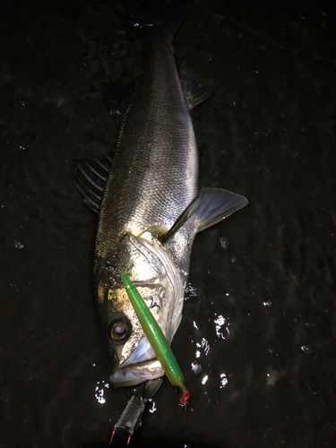 シーバスの釣果