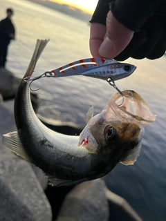 セイゴ（マルスズキ）の釣果