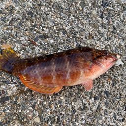 ホシササノハベラ