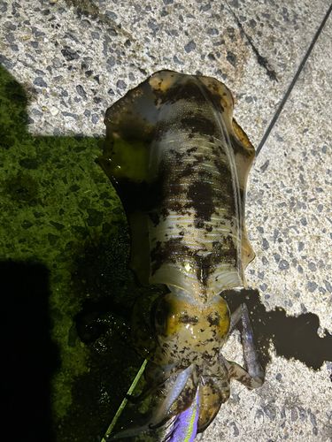 アオリイカの釣果
