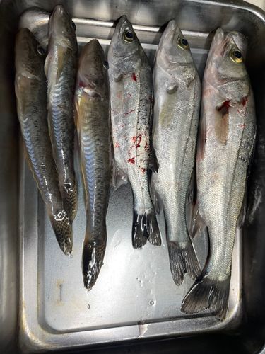 セイゴ（タイリクスズキ）の釣果