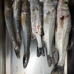 セイゴ（タイリクスズキ）