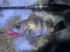 シロメバルの釣果