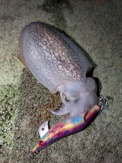 シリヤケイカの釣果