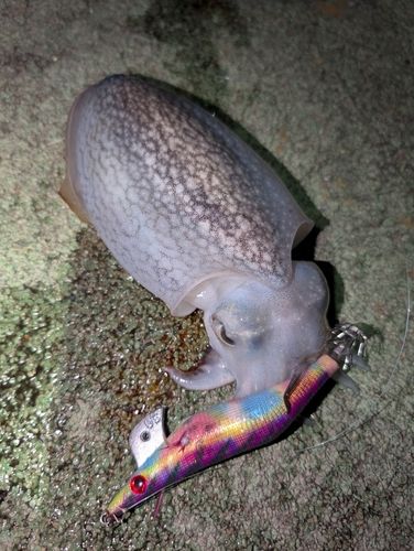 シリヤケイカの釣果