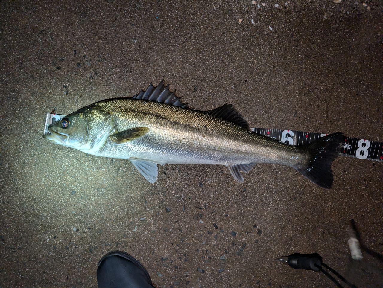 APIA グランデージ スタンダード 90MLの最安値・インプレ・釣果 | 本音