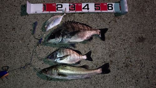 クロダイの釣果