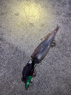 イカの釣果
