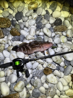 キジハタの釣果