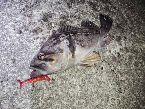 クロソイの釣果