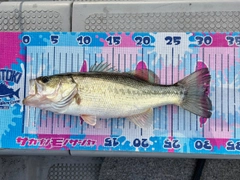 ブラックバスの釣果