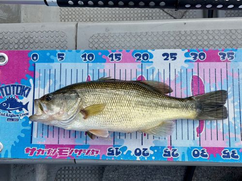 ブラックバスの釣果