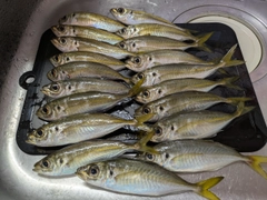 アジの釣果