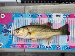 ブラックバスの釣果