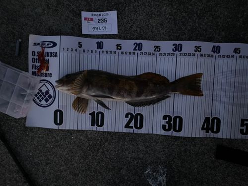 アイナメの釣果