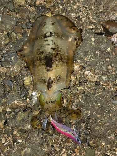 アオリイカの釣果