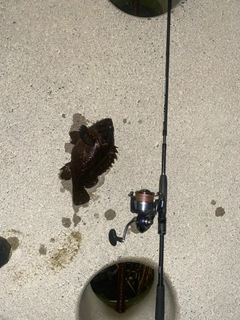 ムラソイの釣果