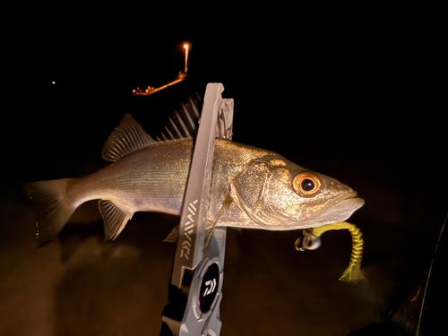 セイゴ（ヒラスズキ）の釣果