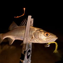 セイゴ（ヒラスズキ）