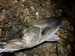 マルスズキの釣果