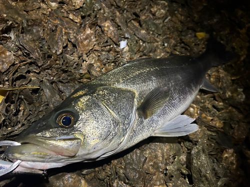 マルスズキの釣果