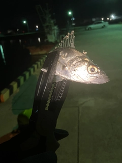 セイゴ（マルスズキ）の釣果