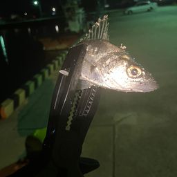 セイゴ（マルスズキ）