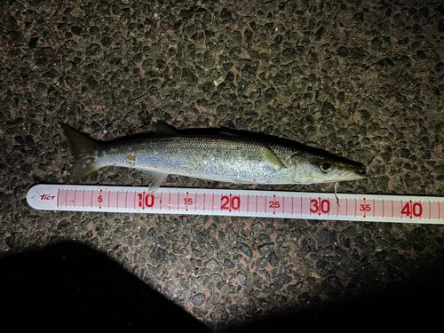 アカカマスの釣果