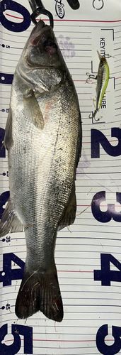 ヒラスズキの釣果