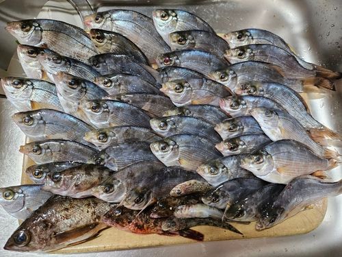 ウミタナゴの釣果