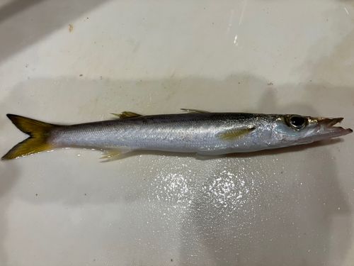 カマスの釣果