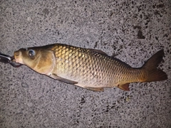コイの釣果