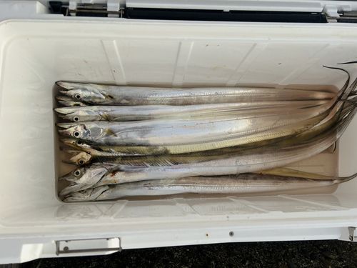 タチウオの釣果