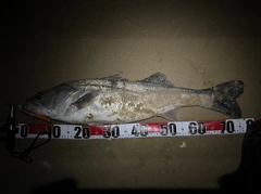 マルスズキの釣果