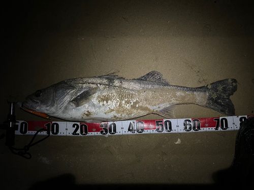 マルスズキの釣果