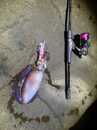 アオリイカの釣果