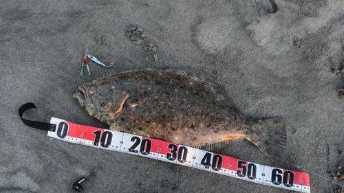ヒラメの釣果
