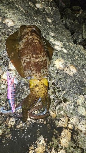 アオリイカの釣果