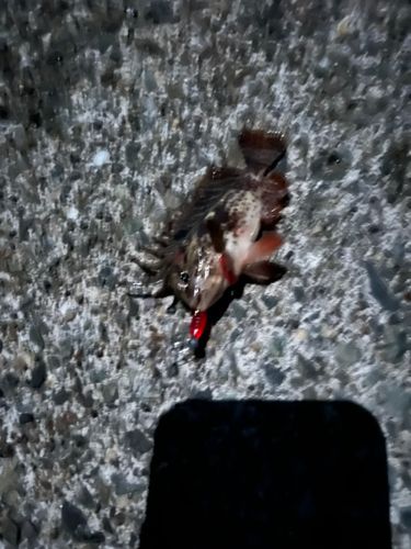 小名浜港市場前