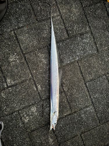 タチウオの釣果